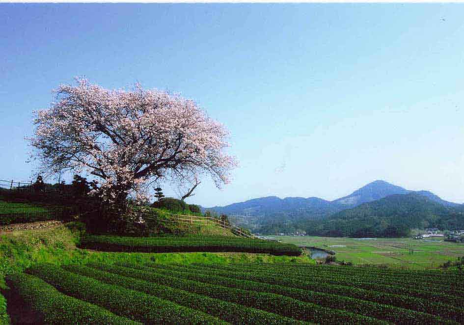 百年桜 Hundred-years-cherry