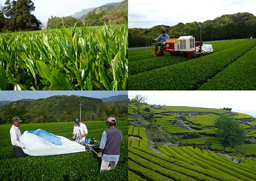 3年連続産地賞受賞 うれしの茶