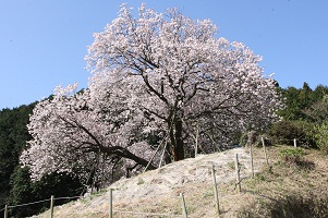 百年桜